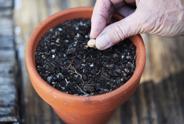 seed planting